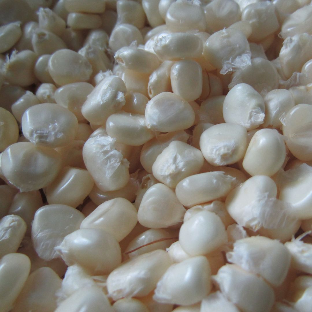 corn(1)